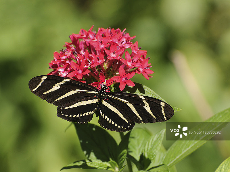 正在采食的泽斑蝶图片素材