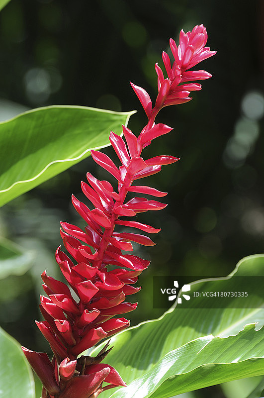 红色姜，Alpinia purpurata图片素材