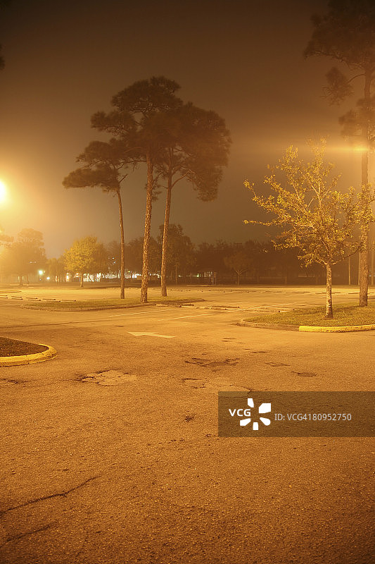 夜晚雾蒙蒙的停车场里的松树图片素材