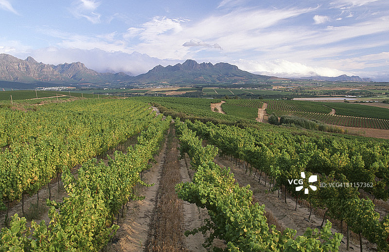 葡萄园和山脉：南非西开普省斯特伦博斯图片素材