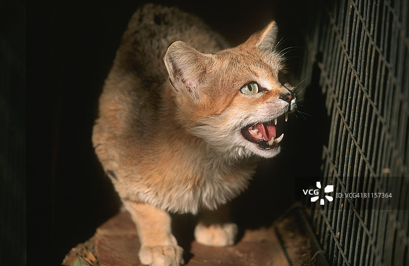 咆哮的沙猫（Felis margarita），南非比勒陀利亚贝斯特动物园，豪登省图片素材