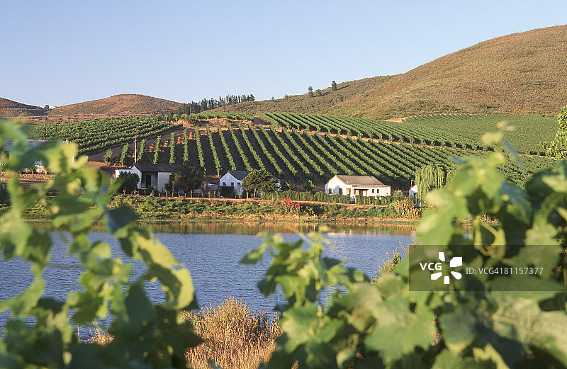 葡萄园和水坝之间的农场工人房屋。南非西开普省博兰区里贝克-卡斯特尔图片素材