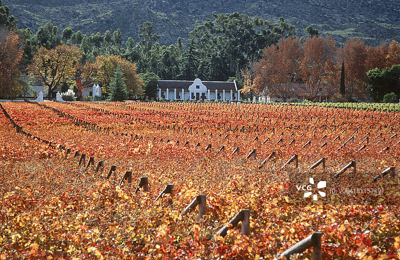 南非开普敦葡萄园的秋季红色景观图片素材