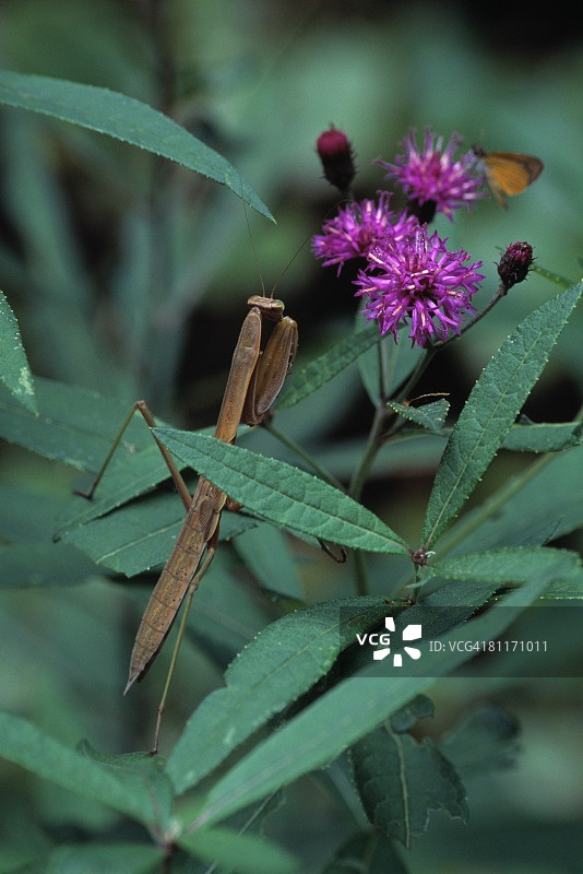 螳螂捕食蝴蝶图片素材