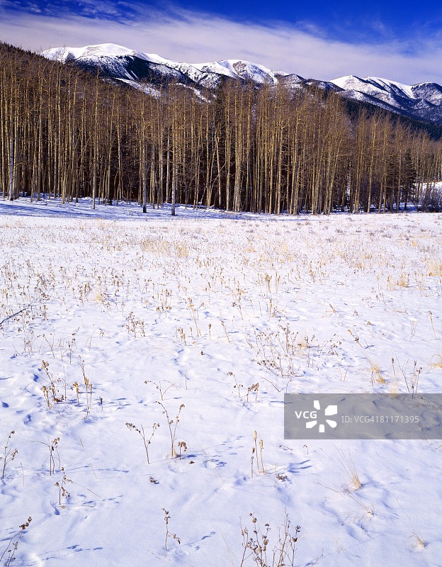 圣伊莎贝尔国家森林的冬季景观图片素材
