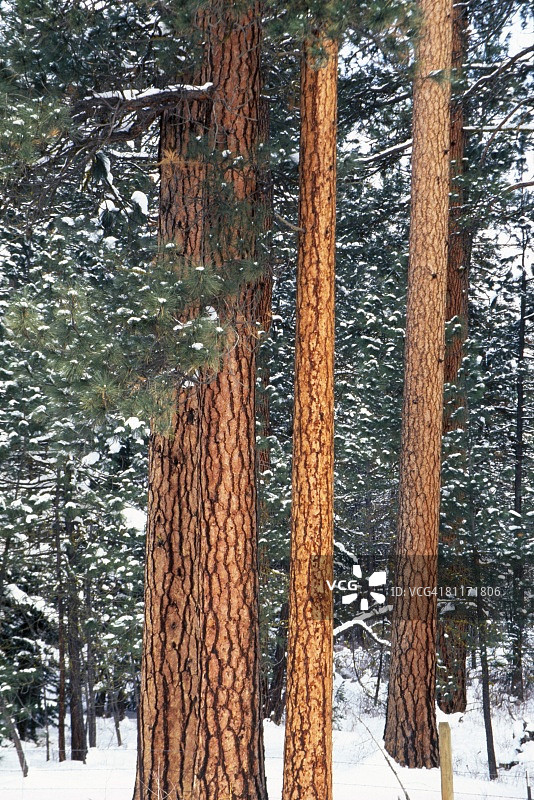 黄松树上的积雪图片素材
