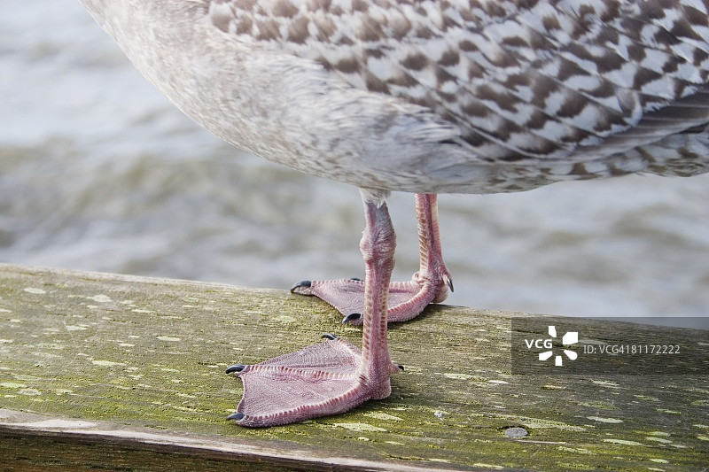 海鸥伫立在海边图片素材