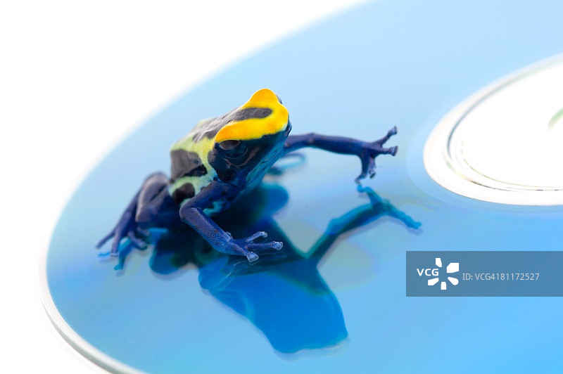 CD上的青蛙图片素材