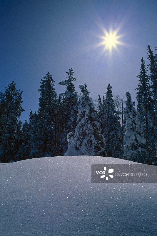 阳光洒在针叶林上图片素材
