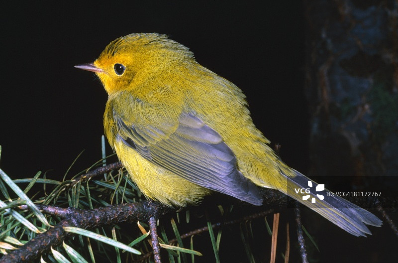 黄森莺图片素材