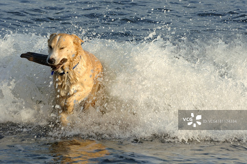 狗狗叼着树枝图片素材