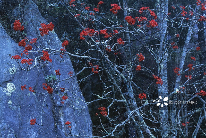 花楸浆果图片素材