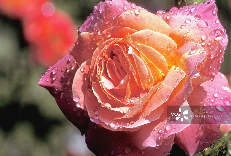 杂交茶香月季图片素材