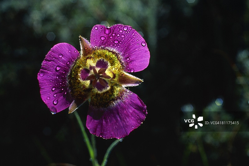 带露珠的加州丽 Lily图片素材