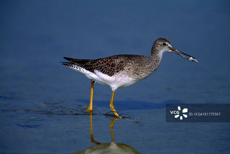 小黄腿鹬图片素材