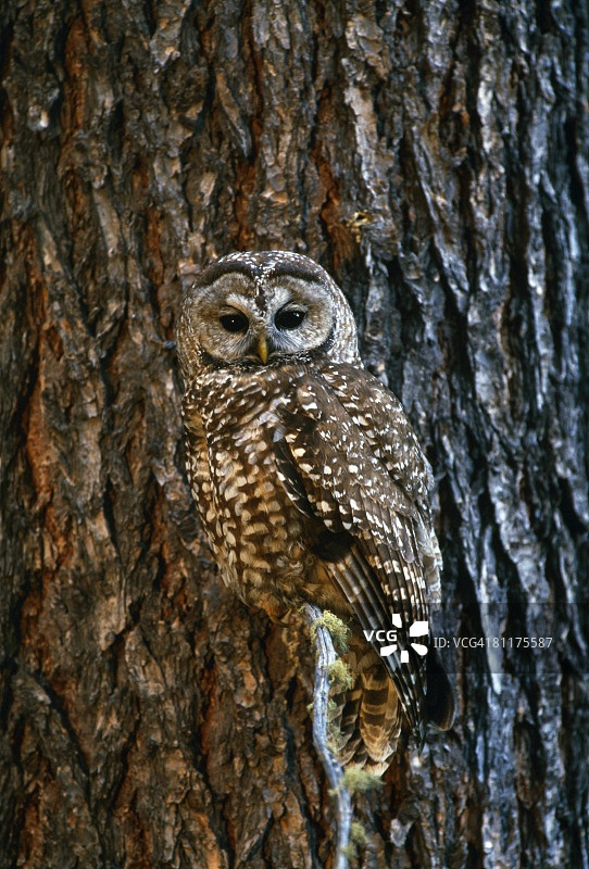 伪装在树皮上的墨西哥斑点猫头鹰图片素材