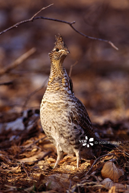 野外的小鸟图片素材