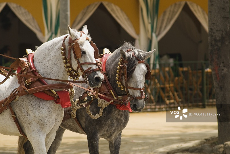 装饰性马图片素材