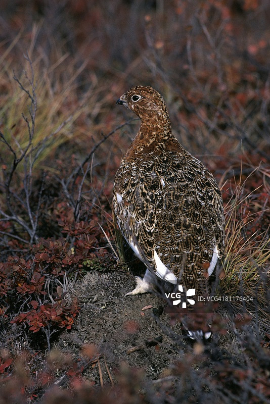 柳雷鸟图片素材