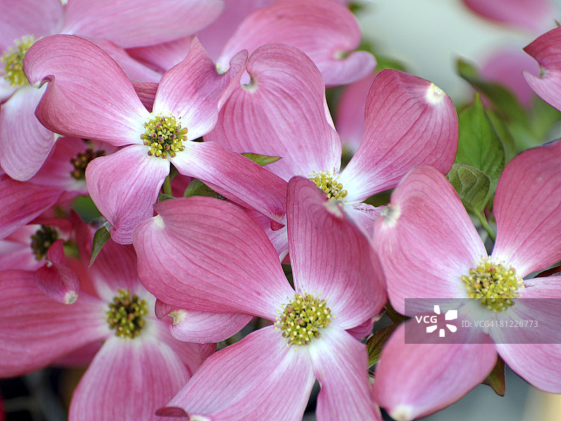 粉色 flowering dogwood，花叶 focus图片素材
