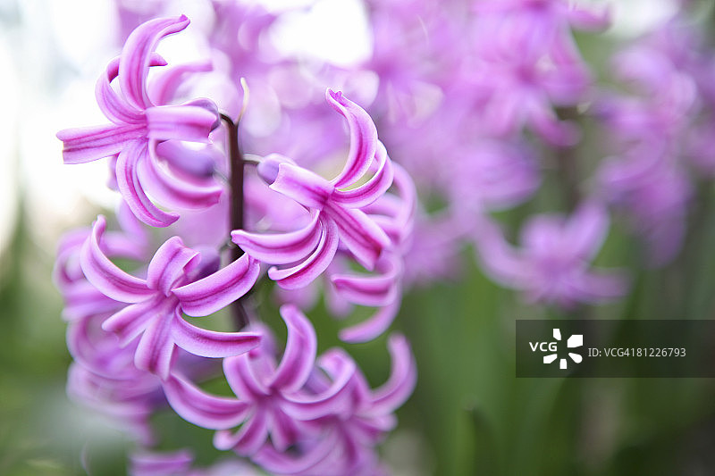 鲜花特写图片素材