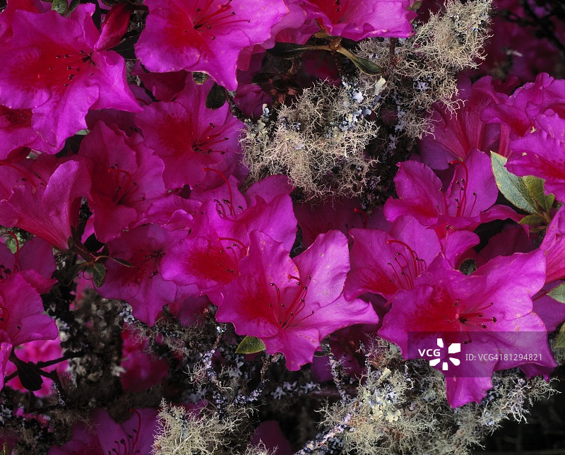 爱尔兰克里郡格兰莱姆庄园的杜鹃花和地衣图片素材