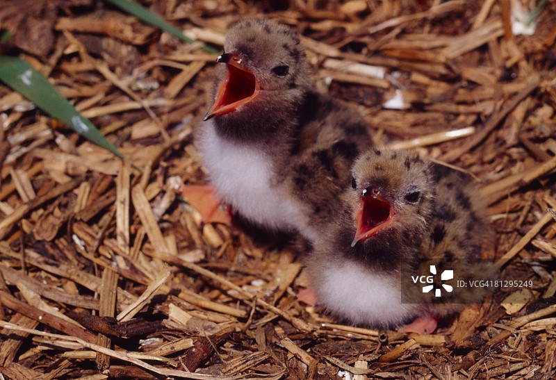 燕鸥雏鸟图片素材