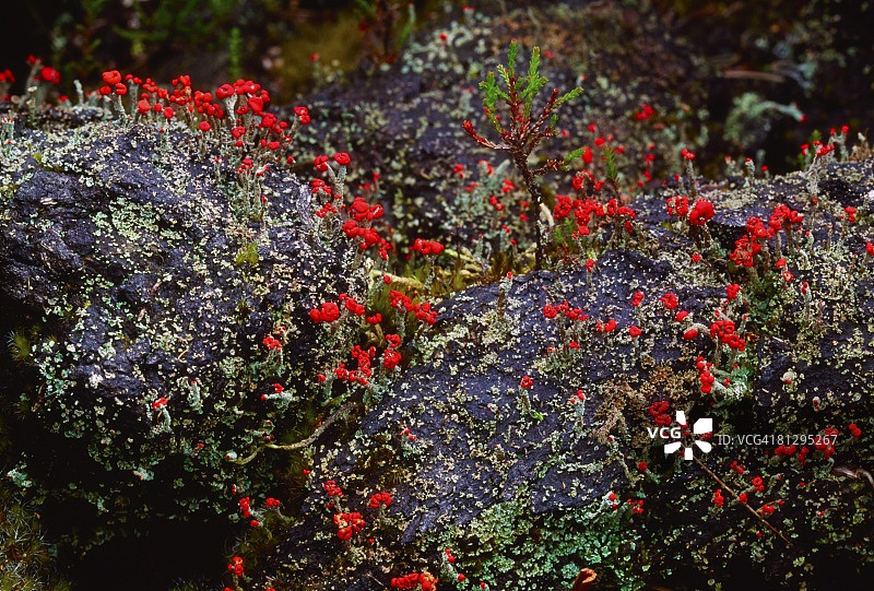 爱尔兰蒂龙郡沼泽植物图片素材
