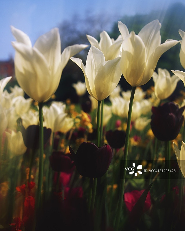 爱尔兰都柏林梅里恩广场花园的郁金香特写图片素材