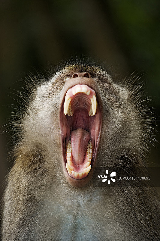 长尾猕猴图片素材