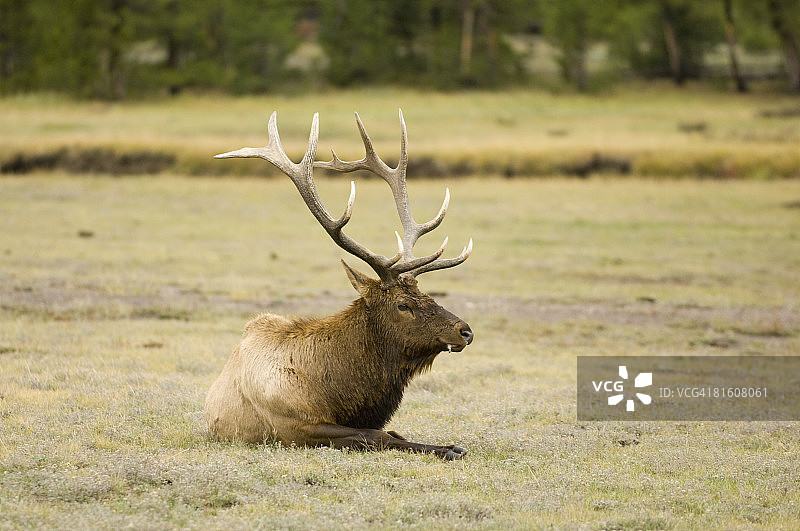 黄石国家公园的美洲马鹿图片素材