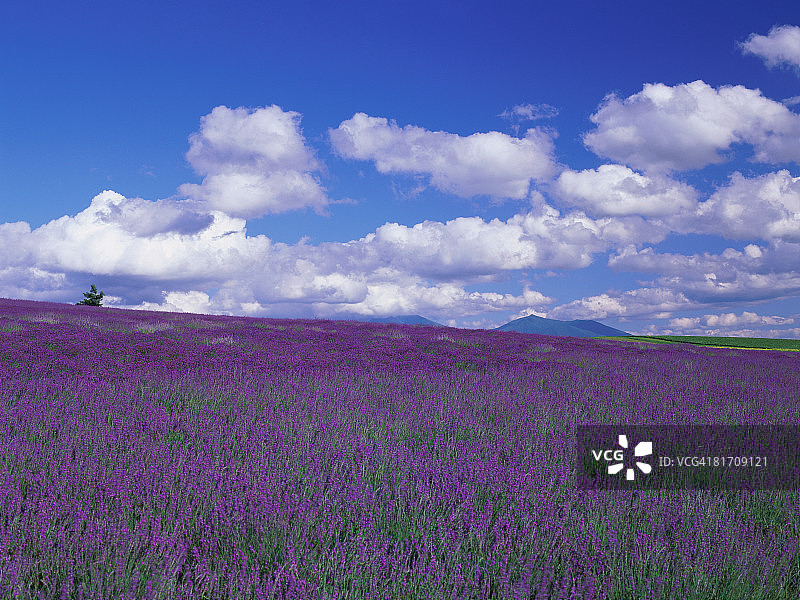 日本北海道薰衣草农场图片素材