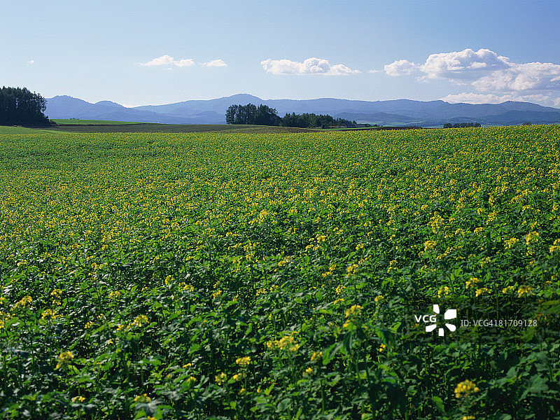 油菜花田，日本北海道图片素材
