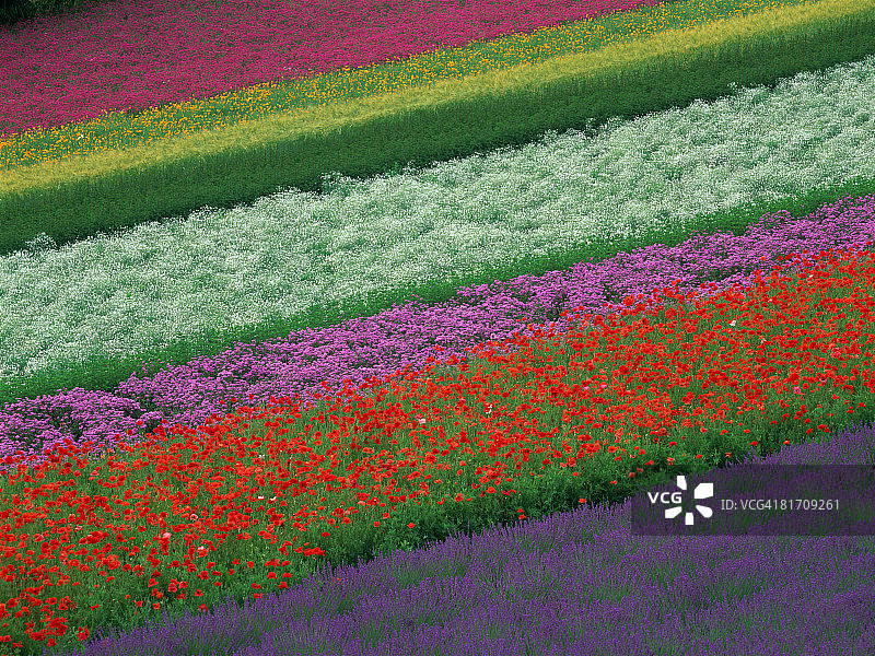 日本北海道花卉农场图片素材