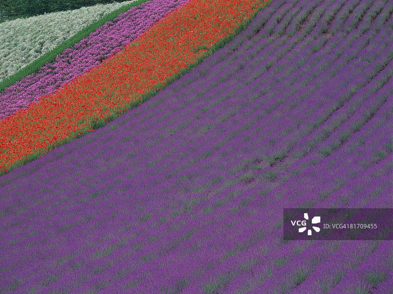 日本北海道花卉农场图片素材
