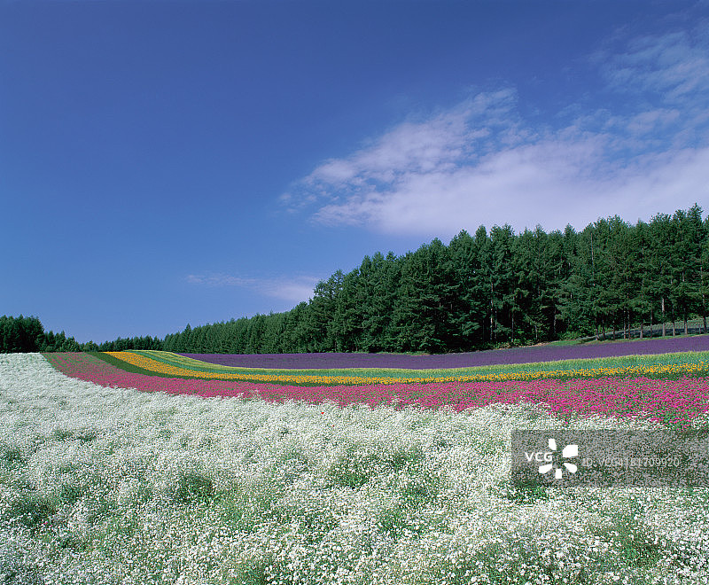 日本北海道花卉农场图片素材