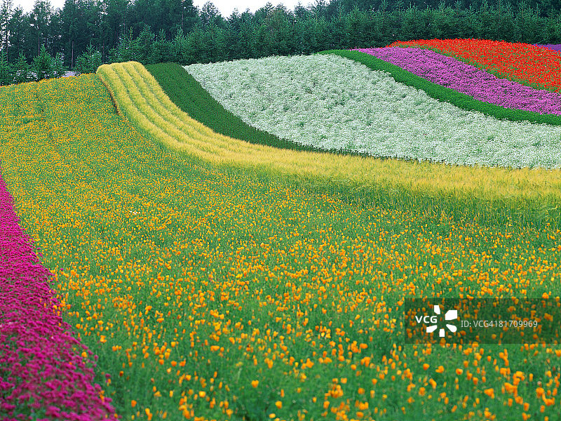 日本北海道花卉农场图片素材