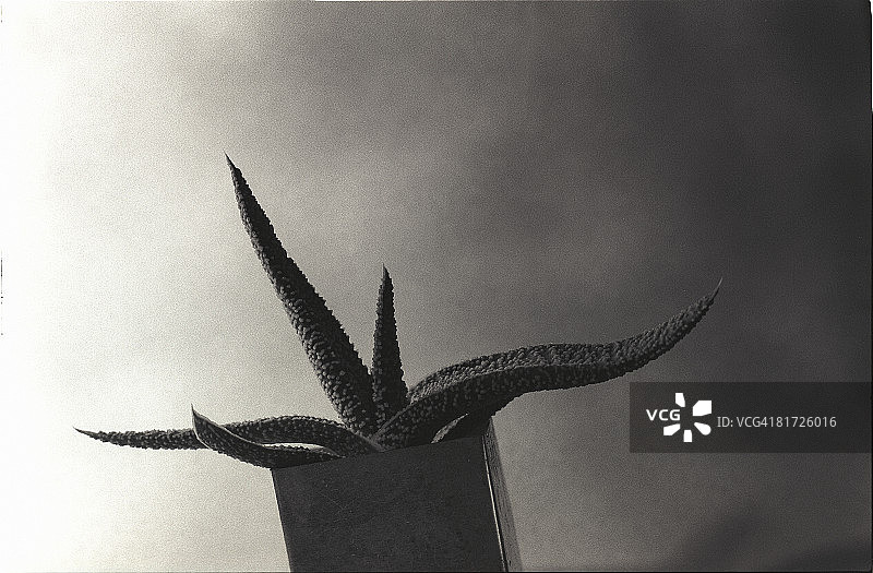 箱式花盆中的芦荟植物（黑白）图片素材