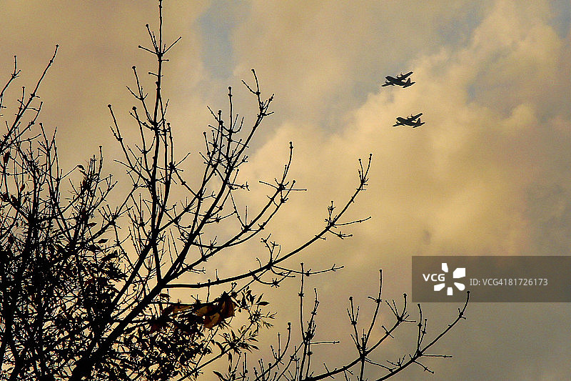 C-130运输机低角度飞过树林图片素材