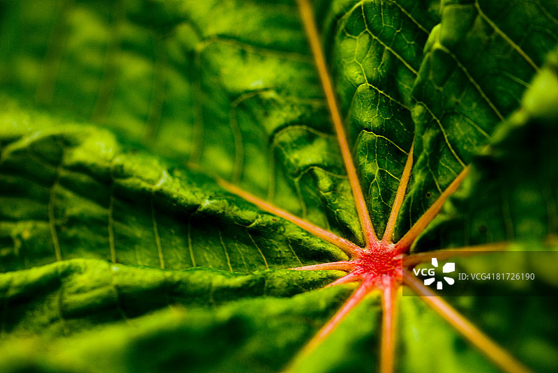 红色中心的绿叶图片素材