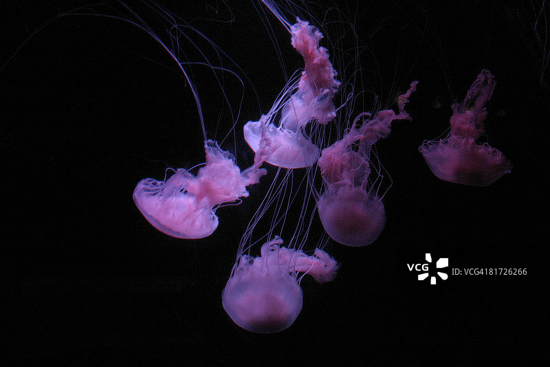 丁香色水母图片素材