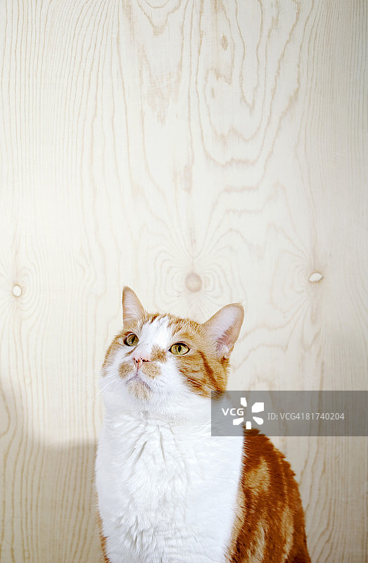 斑纹猫图片素材