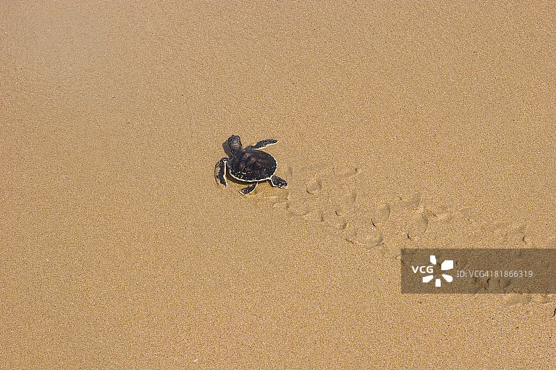 穿越沙滩的绿海龟图片素材