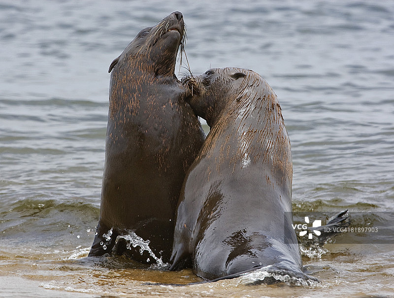 水中的南非毛皮海豹，纳米比亚，非洲图片素材