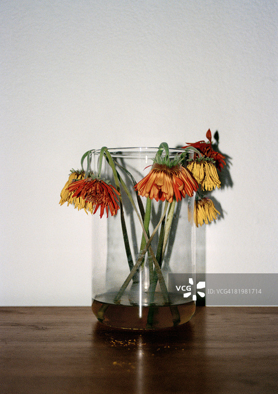 花瓶里枯萎的花朵图片素材