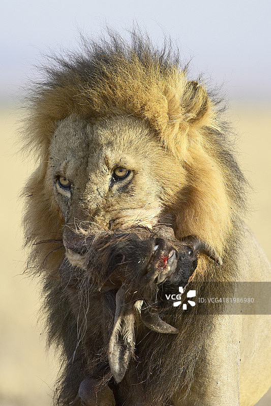 马赛马拉国家保护区扛着蓝色角马尸体的狮子图片素材