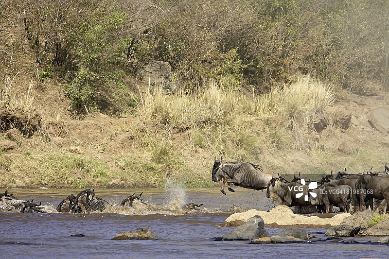 肯尼亚马赛马拉国家保护区马拉河上的蓝色角马群图片素材