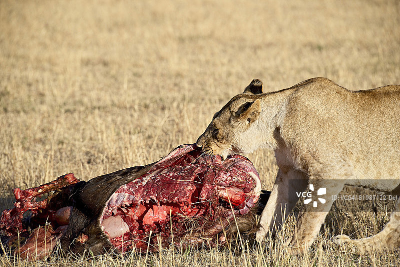 狮子（Panthera leo）捕食角马，马赛马拉国家保护区，肯尼亚，东非，非洲图片素材