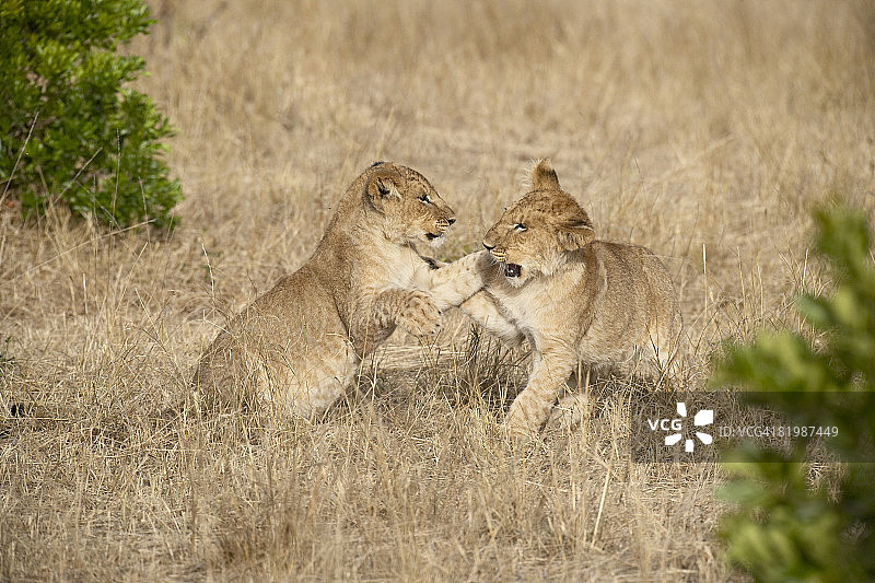 两只幼狮（Panthera leo）嬉戏，肯尼亚马赛马拉国家保护区，东非，非洲图片素材