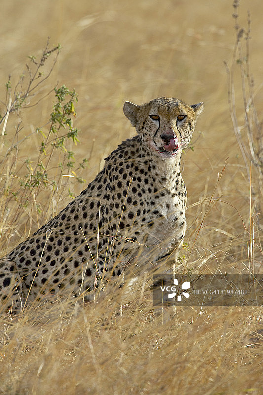 猎豹（Acinonyx jubatus）在进食后清理，马赛马拉国家保护区，东非肯尼亚，非洲图片素材